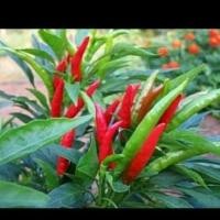 ราคา เมล็ดพันธุ์พริกช่อญี่ปุ่น30เมล็ด (3668149770)