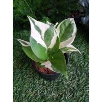 ราคา พลูงาช้าง พลูด่างอินเดีย (6492940652)