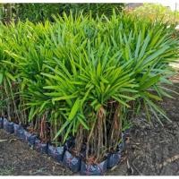 ราคา ต้นจั๋งไทยหรือต้นจั๋งเชียงใหม่ ตุ้มลำ 4-5 ลำ #ไม้ฟอกอากาศ #ไม้ประดับ (7868287996)