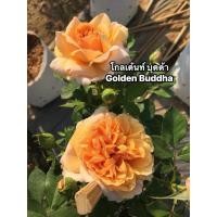 ราคา กุหลาบ-โกลด์เด้นบุดด้า พุ่มเตี้ย ดอกดกเป็นช่อ ดอกสีเหลืองอมส้ม หรือ สีเหลืองทอง มีกลิ่นหอมมาก เลี้ยงง่าย (28018570754)
