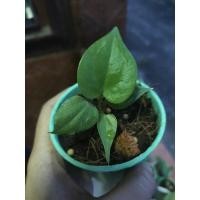 ราคา ต้นโชคเก้าชั้นเขียวลุ้นด่าง (11558276465)