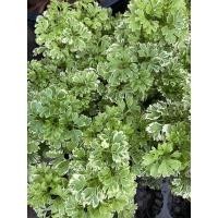 ราคา เล็บครุฑแคระ บอนไซเล็บครุฑ บอนไซแคระ กระถาง 3 นิ้ว (7167544987)