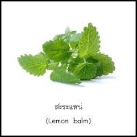 ราคา เมล็ดสะระแหน่ (Lemon balm) 50 เมล็ด [10 แถม 1 คละได้] (12975110742)