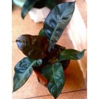 ราคา ต้นโคตรเศรษฐีหรือต้นกุมารดำเรียกทรัพย์ พร้อมกระถาง6” หายากมาก (12561934914)