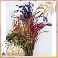 ราคา หางนกยูง หญ้าแห้ง ดอกไม้แห้ง ดอกหญ้า ดอกหญ้าแห้ง ดอกหญ้าธรรมชาติ (8951091565)