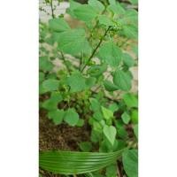 ราคา ต้นตำแยแมว กัญชาแมว10ต้นเก็บสดทุกวัน (26508793218)