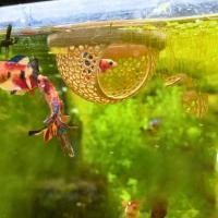 ราคา Stg_Betta ปลา Hideout 3D พิมพ์ลอย Betta Cave Aquarium Hammock กุ้ง Feeder แหวนให้อาหารปลาสําหรับ Betta หรือกุ้งถังปลา (54853511336)