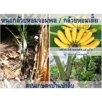 ราคา หน่อกล้วยหอมจอมพล - กล้วยหอมเตี้ย พันธุ์หายาก รสชาติสุดอร่อย (12129894112)