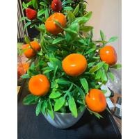 ราคา ต้นส้ม ต้นส้มมงคลลูกดก ต้นส้มจี๊ด15*7 ซม. ต้นส้มพร้อมกระถาง ต้นส้มปลอม พร้อมกระถางสวยมากๆๆ (22441620104)