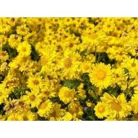 ราคา เมล็ดดอกเก็กฮวยสีเหลือง️สายพันธุ์แท้100%บรรจุ500เมล็ดกับ1,000เมล็ด (8138303468)