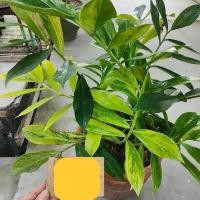 ราคา กวักมรกตด่างจักรพรรดิ์ กวักมรกตด่างโบราณใบยาว (23736987485)