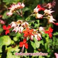 ราคา ต้น​มังกร​คาบ​แก้ว​สี​แดง (10137573381)