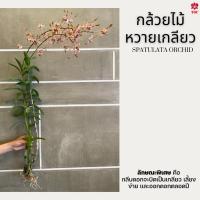 ราคา ต้นกล้วยไม้หวาย หวายเกลียวบิด ต้นพร้อมดอก (สุ่มสี) (15664099123)