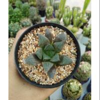 ราคา ฮาโวเทีย ไม้อวบน้ำ แคคตัส ☀️ (7241808856)