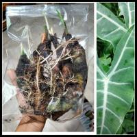 ราคา หัวว่านพญาจงอาง(หัวล้วนหรือติดส่วนต้น) แก้วหน้าม้าป่า ไม้มงคล ใช้ป้องกันงูและสัตว์มีพิษ บอนพญาจงอาง ว่านพญาจงอาง (14557548804)