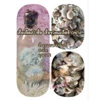 ราคา เชื้อเห็ดเป๋าฮื้อในเมล็ดข้าวฟ่างใช้หยอดก้อนเชื้อเห็ด 1 ขวด (23108055073)