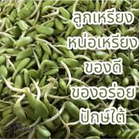 ราคา ลูกเหรียง หน่อเหรียงสด (20072902260)