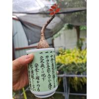 ราคา มะยมเงินมะยมทอง ยอดแดง ในกระถางเซรามิค Japanese design (12125354657)