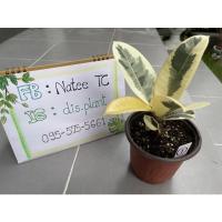 ราคา ต้นยางอินเดียด่างขาว3ยอด (8265627443)