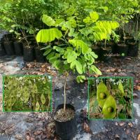 ราคา ต้นชิงชัน ชิงชัน Blackwood tree ประดู่ชิงชัน พันธุ์ไม้ลายเนื้อสวยและสง่างาม (รับประกัน ส่งใหม่ฟรี หากสินค้าเเสียหาย!!) (43309231112)