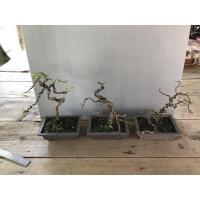 ราคา มะขามเพาะเมล็ด บอนไซ 3 ต้น (12896348520)