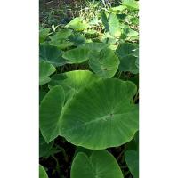 ราคา ใบตูน กิโลละ 99 บาท ใบ ออดิบ ทูน คูน ใบ ต้นทูนเอาไปกินกับส้มตำ ต้นทูน Giant Elephant Ear คูน ตุน ทูน (29422327638)