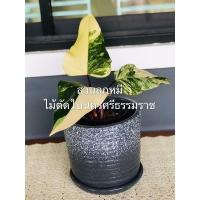 ราคา กระถางดินเผา ทำสี ขนาด8นิ้ว ทรงกระบอก กระถางใส่ต้นไม้พร้อมจานรอง (3463228957)