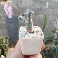 ราคา แอสโตรกิ่ง Astrophytum myriostigma cv. Huboki (25413169347)