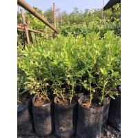 ราคา มะม่วงหาว มะนาวโห่ เพาะเมล็ด (7277555229)