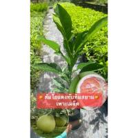 ราคา ต้นส้มโอแดงทับทิมสยาม(ชุด3ต้น) (26475586913)