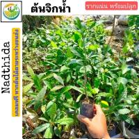 ราคา ต้นจิกน้ำ พร้อมปลูก ไม้เเข็งเเรง จิกน้ำ (4137428977)