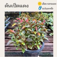 ราคา ต้นเป็ดแดง ไม้ทนแดด จัดส่งพร้อมกระถาง ขนาดกระถาง 5.5 นิ้ว (21995179104)