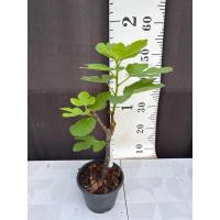 ราคา มะเดื่อฝรั่ง Fig พันธุ์ Saint Martin (27508231664)