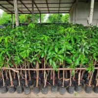 ราคา ต้นพันธุ์ มะม่วงน้ำดอกไม้สีแบบทางแบบทางกิ่ง1ชุด5ต้น (43706593960)