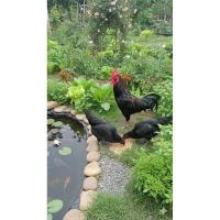 ราคา ไข่เชื้อไก่ประดู่หางดำเชียงใหม่ 7 ฟอง ไข่ดก อกกว้าง โตไว (42507608787)