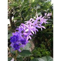 ราคา พวงคราม พวงครามออสเตรเลีย ต้นพันธุ์ ต้นพันธุ์พวงคราม (15624277619)