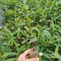 ราคา ยูคาลิปตัสต้นกล้ายูคาลิปตัสสูง25-35ซม. (4847466204)