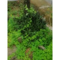 ราคา ✔️ต้นพันธุ์ว่านกาบหอย.ต้นยาสมุนไพรชั้นดี.ปลูกไว้เพื่อเอาไว้ปั่นน้ำดิ่มดับพิษร้อน.บำรุงร่างกาย (18593702974)