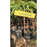 ราคา #มะม่วงมันขุนศรี พันธุ์โบราณหายาก (6378977729)