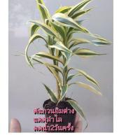 ราคา ต้นไผ่กวนอิม​ด่าง​ต้นไม้​มงคล​ต้นไม้​ฟอก​อากาศ​ (8333256701)