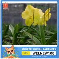 ราคา กล้วยไม้แวนด้า VANDA PRB..260.. สีเหลือง ไม้ใหม่ยังไม่แทงดอก (9415010024)
