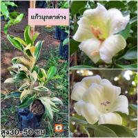 ราคา ต้นแก้วมุกดาด่าง แก้วมุกดาด่าง แก้วมุกดา (27924916574)