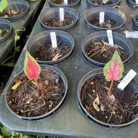 ราคา บอนสี ปีกกินรี #ปีกกินรี กระถาง 4 นิ้ว (12247247367)