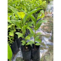 ราคา ต้นละมุดกระสวยมาเลย์ ชุด4ต้น100 พร้อมส่ง (28502249166)