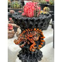 ราคา T-Rex Seeding 7 ride (25911530006)