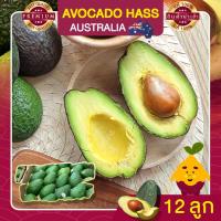 ราคา อะโวคาโด อะโวคาโด้ จำนวน 12 ลูก อะโวคาโดสด อโวคาโด้ อโวคาโด นำเข้า AVOCADO HASS AUSTRALIA ผลไม้สด (4689859943)