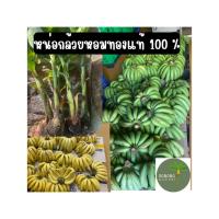ราคา หน่อต้นกล้วยหอมทอง พันธุ์กล้วยหอมทอง ขุดหน่อสด ได้ผลผลิตใน 7-8 เดือน (40114294458)