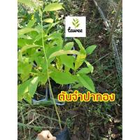 ราคา ต้นกล้าไม้จำปาทอง จำปาป่า ไม้เศรษฐกิจ ไม้แปรรูป ขนาดต้น40-60ซม. (3269829212)