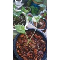 ราคา บอนกระดาษด่างขาว (มี 2 ใบ) ต้นใหญ่คือ ต้นแม่ (12427853291)