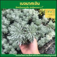 ราคา ต้นเบญจมาศเงิน ในกระถาง3นิ้ว ใบสีขาวเงิน ดอกสีเหลือง ไม้ประดับ ต้นไม้ชอบแดด (14089799640)